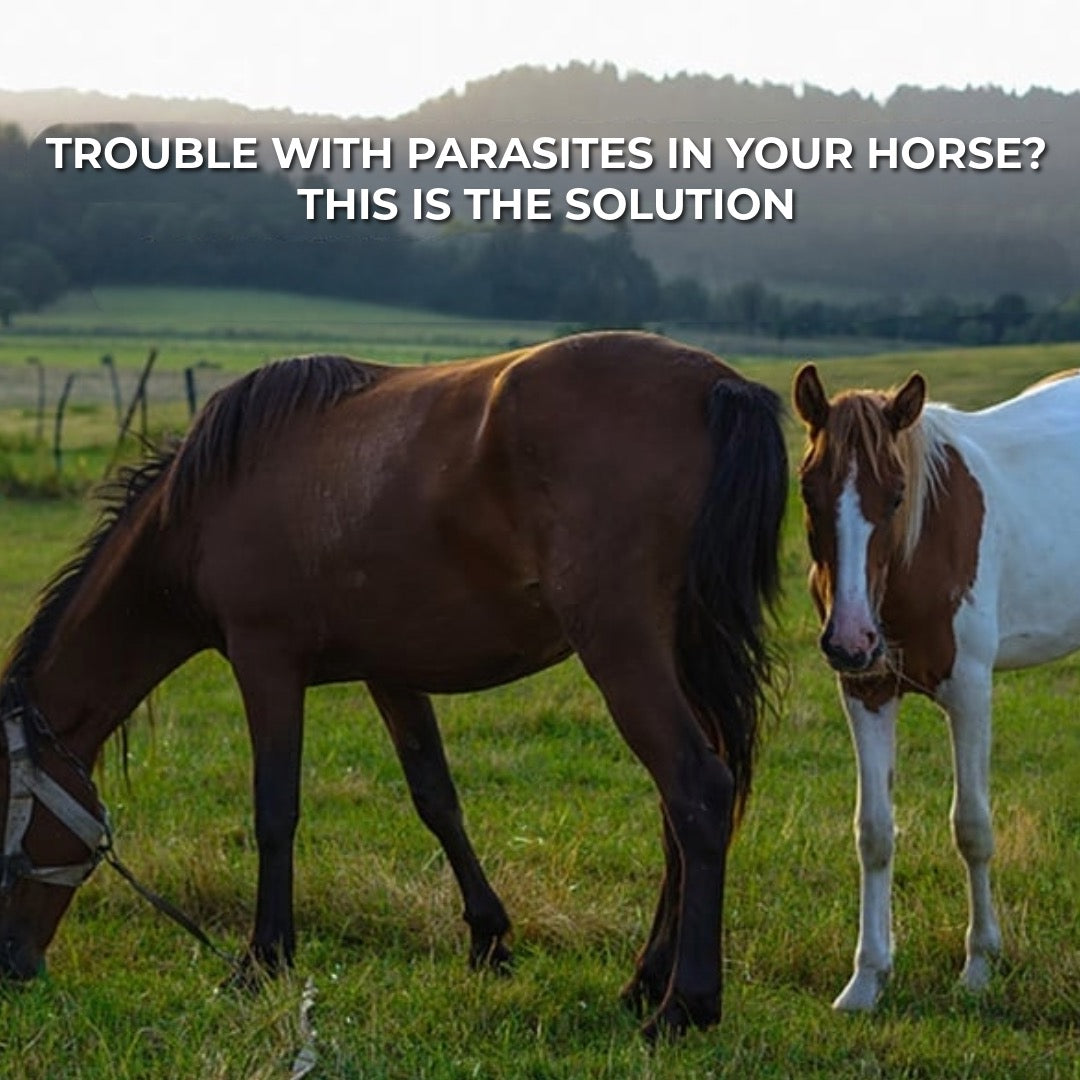 Ivermectin Paste for Horses